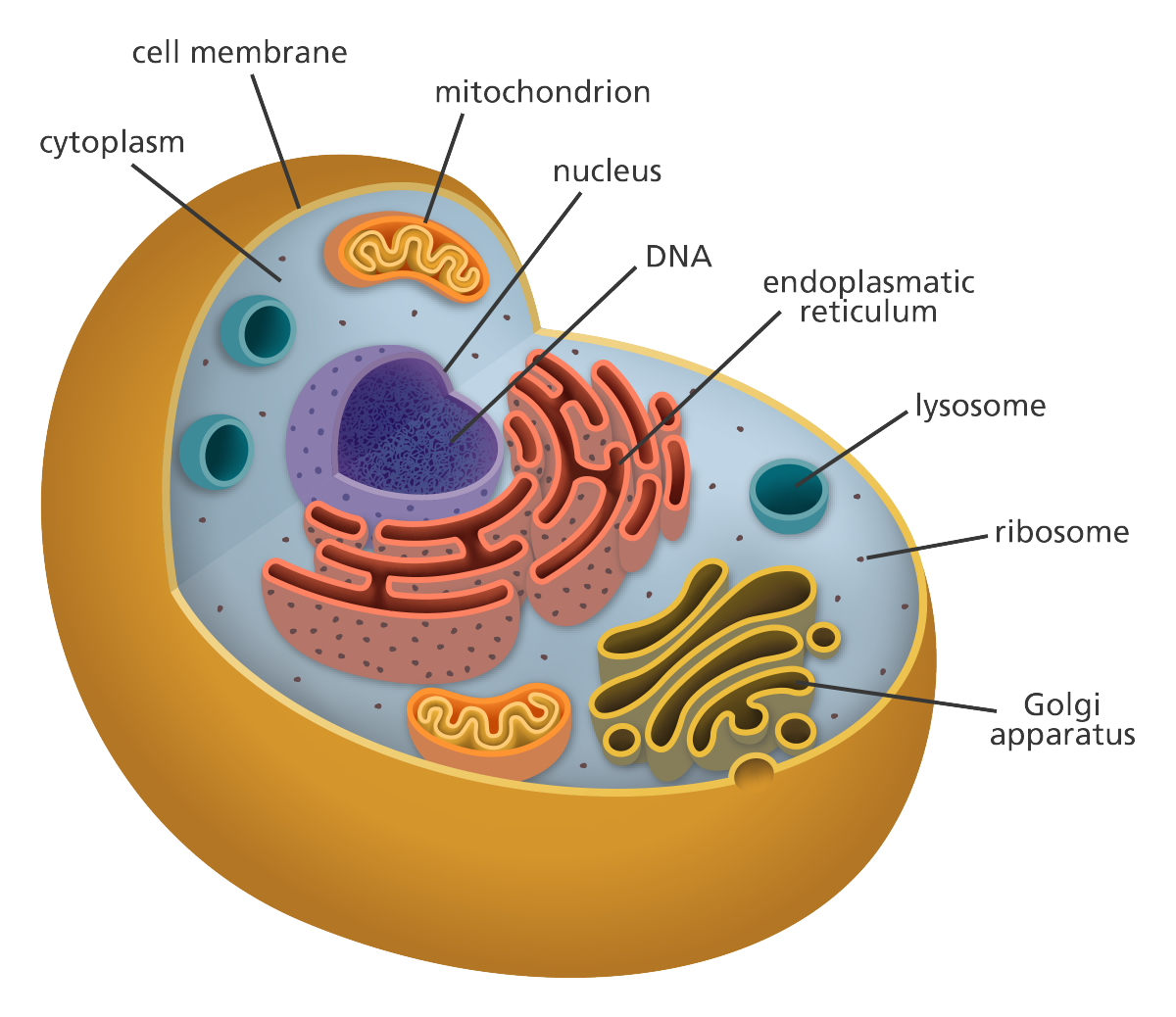 Cell Theory's Three Core Parts Revealed