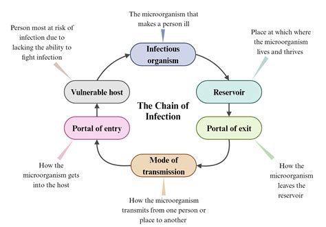 Understanding Chain of Infection in Health Science: Your Quick Guide