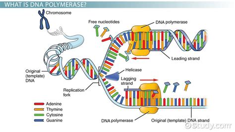 DNA Polymerase: Key DNA Replication Function Explained