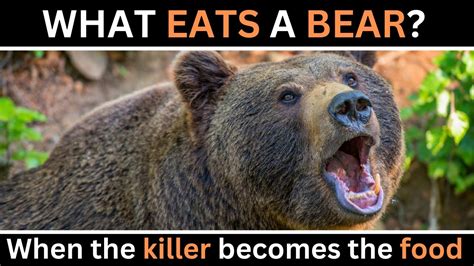 What Bears Eat: Surprising Bear Diet Uncovered!