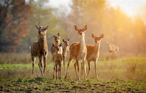 Unveiling the Fascinating Term for a Group of Deer