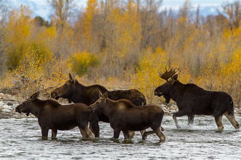 Curiosity: What's a Group of Moose?