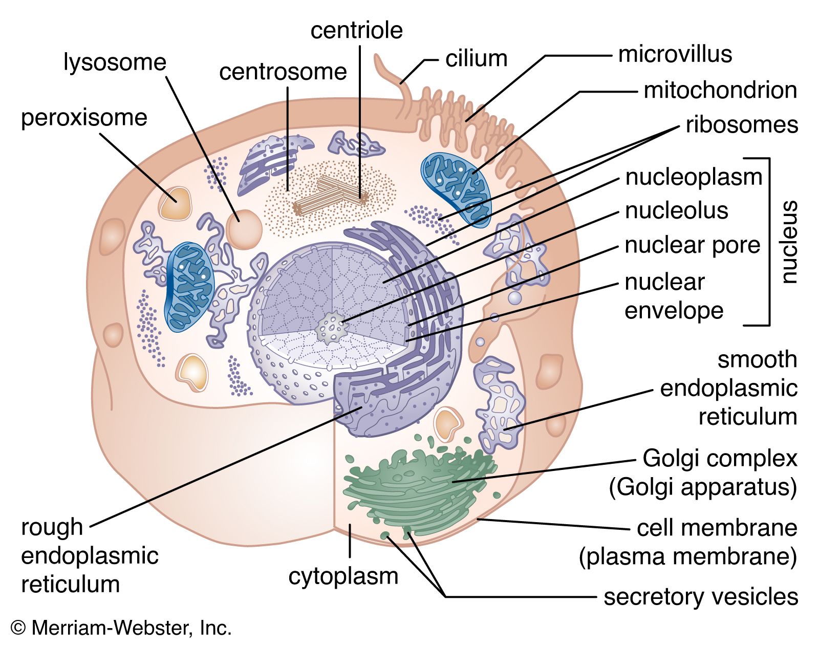 Unveiling the 3 Core Parts of the Cell Theory: Essential Knowledge You Must Know