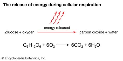 Equation for Cellular Respiration Uncovered