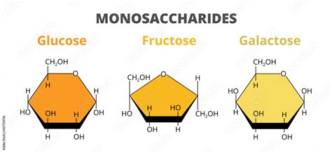 Unraveling the Mystery: What Is the Monomer of Carbohydrates