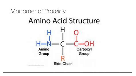 Proteins' Building Block: Monomer Mystery Revealed