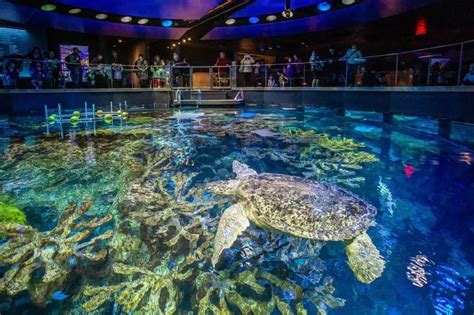 Where Is The Biggest Aquarium In America And What Makes It A Must Visit Where Is The Biggest Aquarium In America And What Makes It A Must Visit