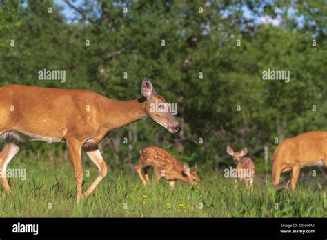 White Tailed Deer In A Northern Wisconsin Meadow Stock Photo Alamy