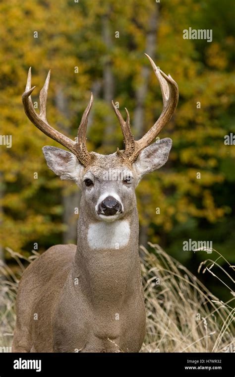 White Tailed Deer Odocoileus Virginianus Buck Western Montana Stock