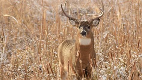 White Tailed Deer Season Preview Spring And Summer Rain Over Most Of The State Produced A Lush Growth Of Native Food
