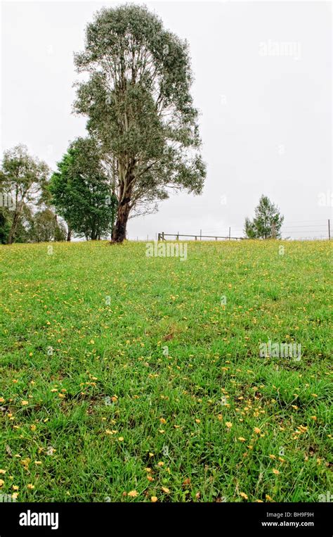 Wildflowers Field Dorrigo New South Wales Australia Dorrigo New