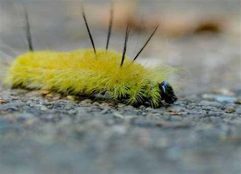 Yellow Fuzzy Caterpillar Poisonous Yellow Fuzzy Caterpillar Poisonous